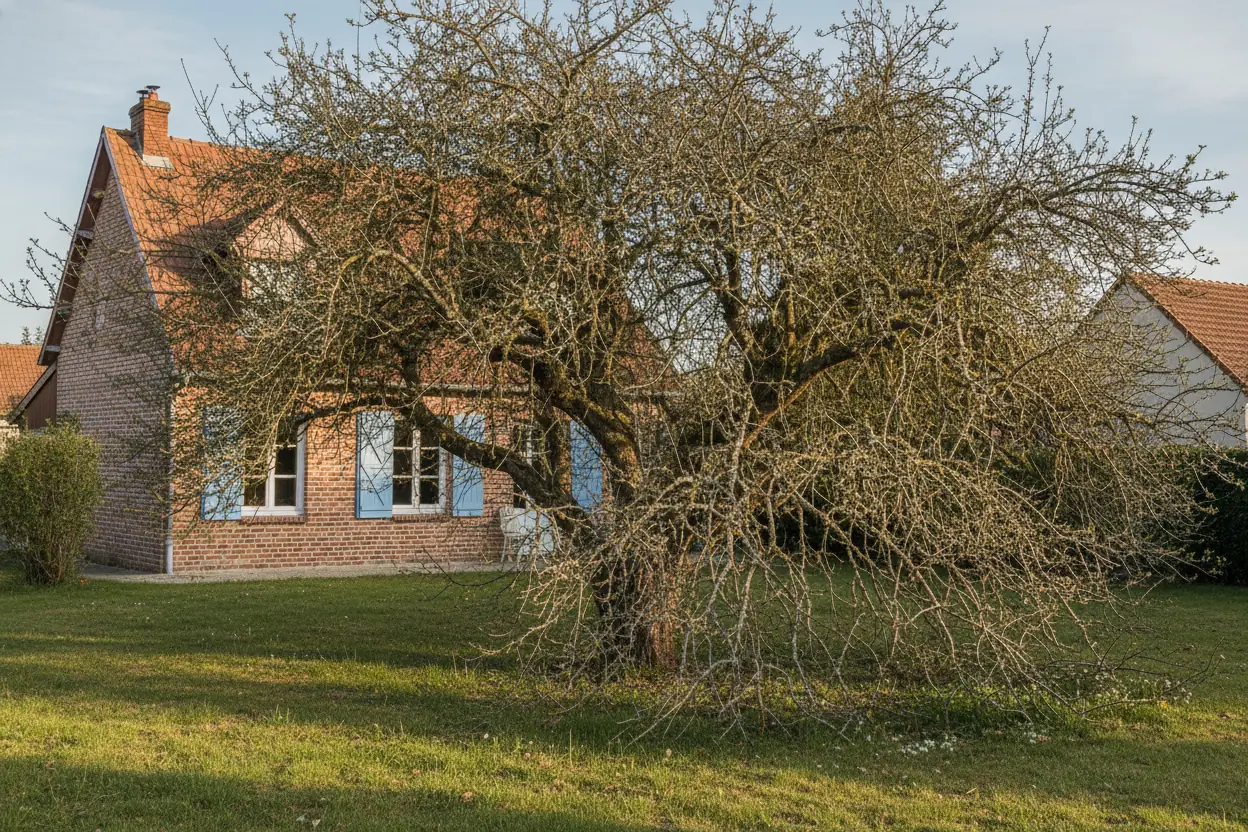 Vieux pommier enchevêtré avant taille à Saint-André-les-Vergers